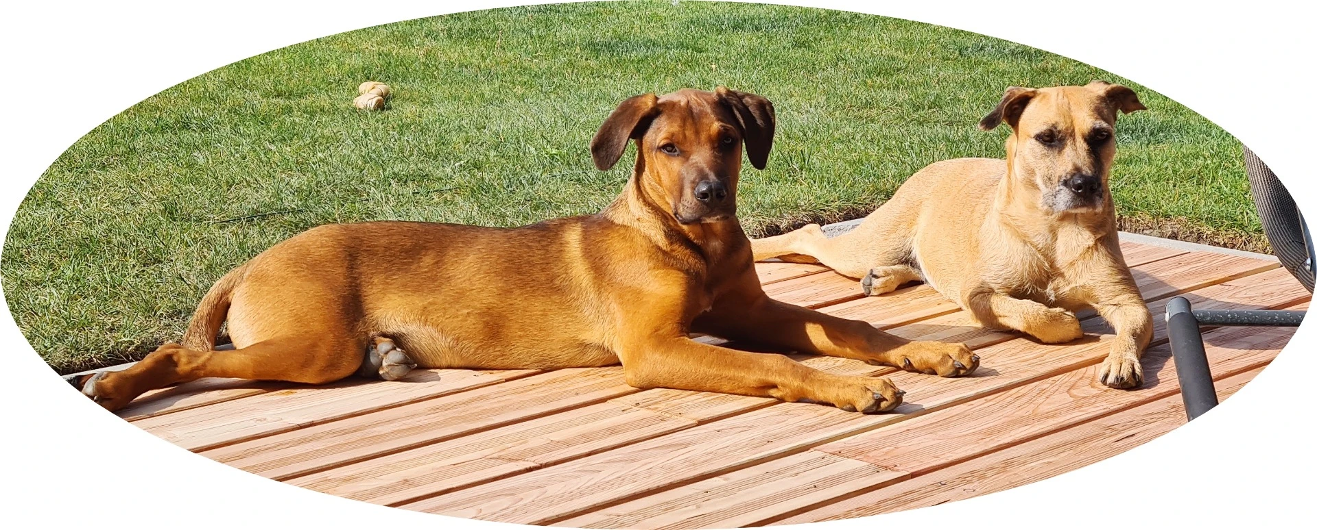 Emma und Muki – zwei Tierschutzhunde von HungaryDogs
