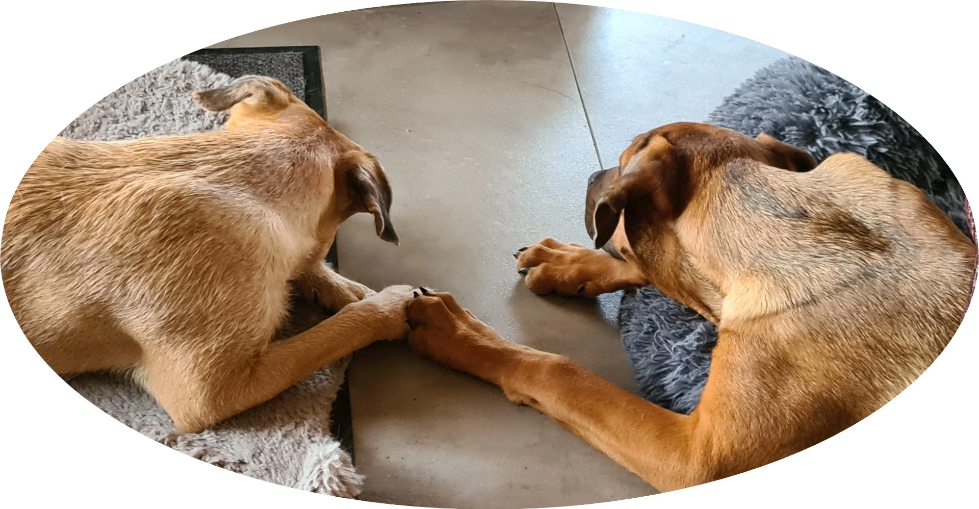 Emma und Muki geben sich die Pfoten