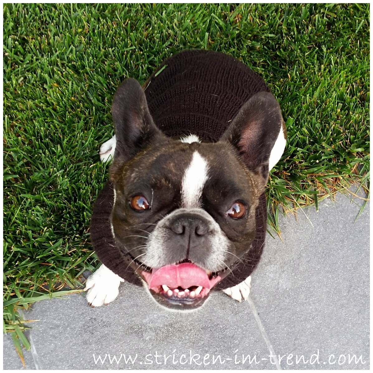 Hundepulli nachstricken - jetzt auf Etsy entdecken